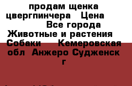продам щенка цвергпинчера › Цена ­ 15 000 - Все города Животные и растения » Собаки   . Кемеровская обл.,Анжеро-Судженск г.